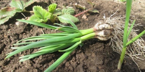 Da li je moguće saditi beli luk u ili posle jagode